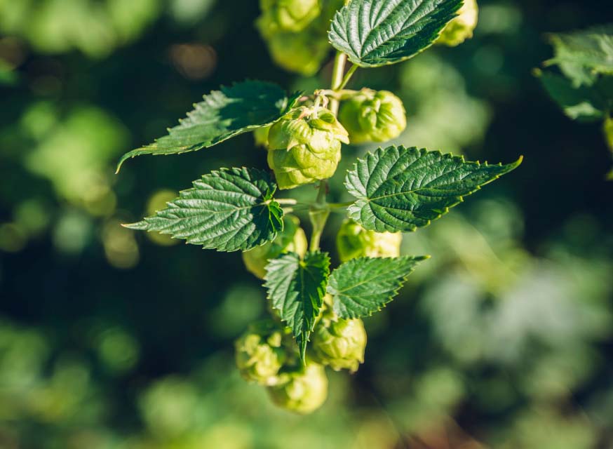 What are hops?